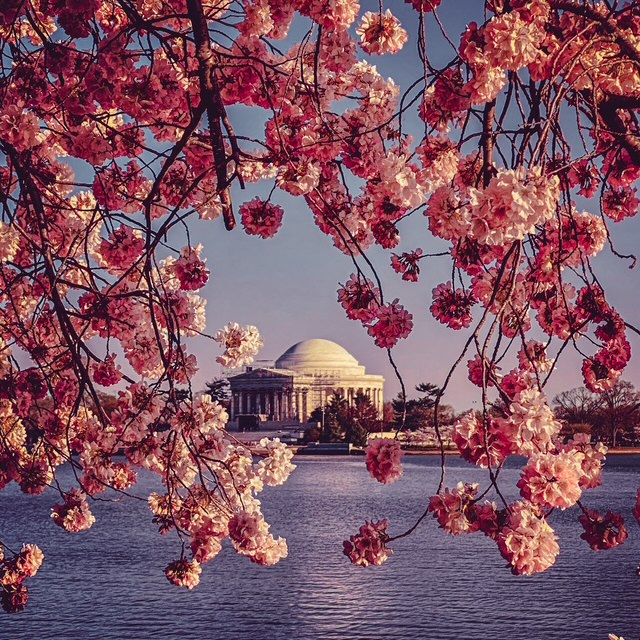 The Cherry Blossom Festival in D.C. is the ultimate spring event